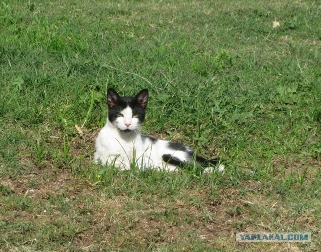 Котовторник 16.04.2013