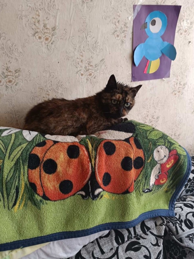 Котовторник! 16+ Коллеги-рабы, отмечаемся, у кого хозяину много лет!