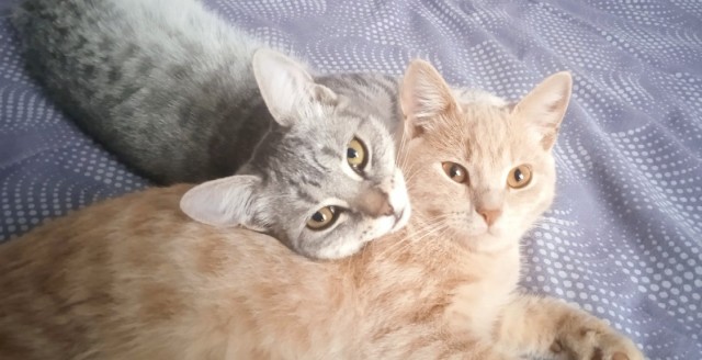Кошка окатилась...