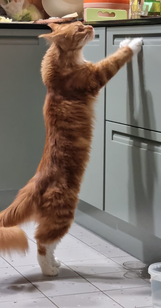 Маленький котенок