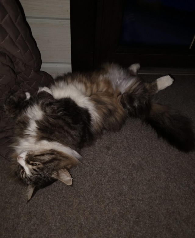 Котовторник!