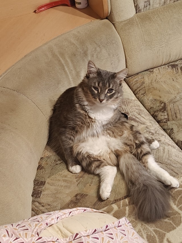 Спящий кот