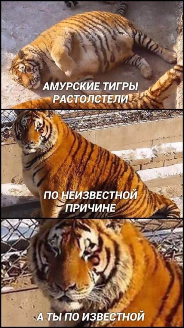 Веселые картинки в понедельник 21.04