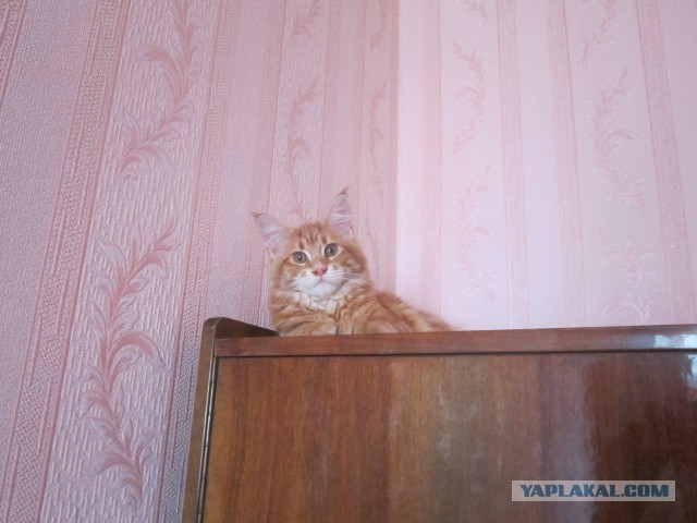 Немного о  Мейн Куне.