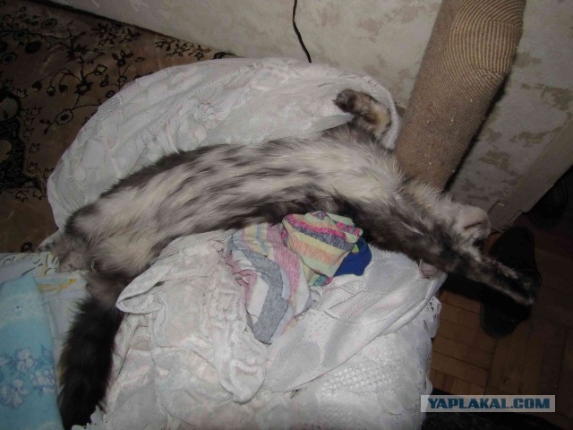 Немного о  Мейн Куне.