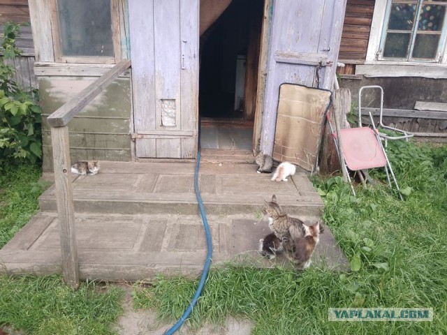 Жизнь домашнего приюта для котеек 549