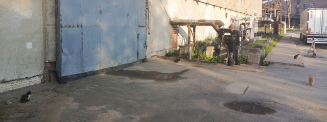 Сколько котиков?