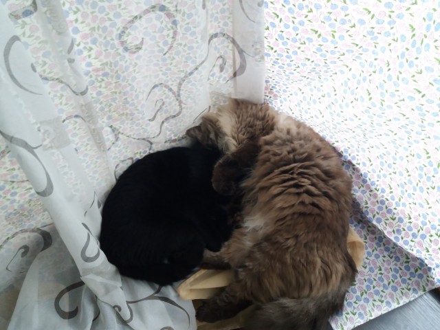 Кото вторник 2.09.2025.