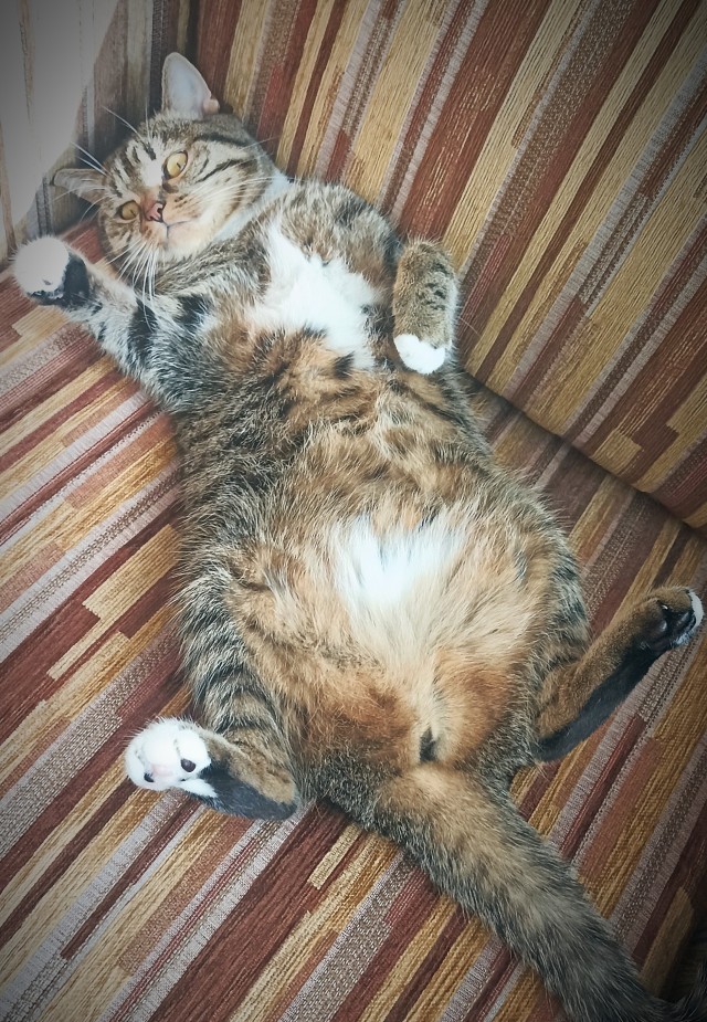 В котовторник.