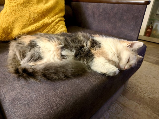Ещё +1 животина в дом. Рыжик.