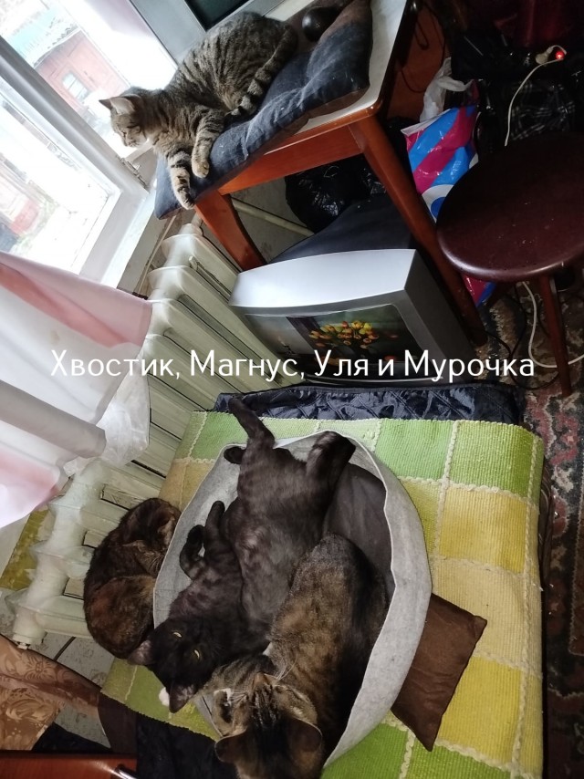 Жизнь домашнего приюта "Котоленд" 517