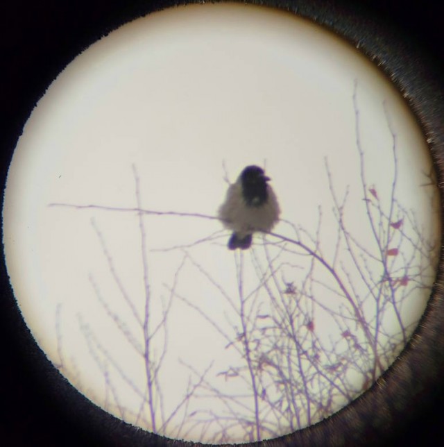 Вороне где-то бог послал кусочек