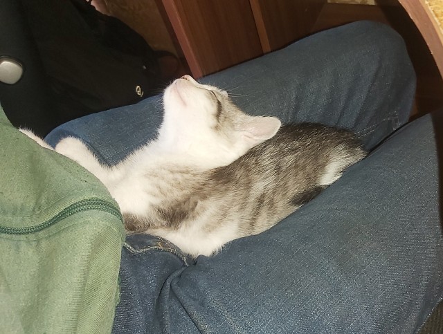 Бааарсик)
