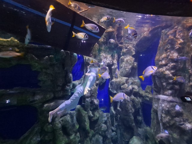 Дубайск в декабре