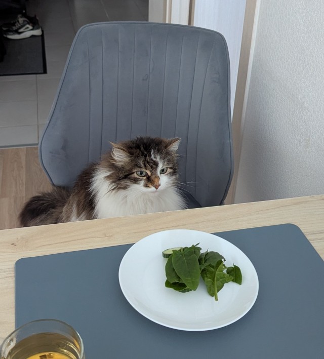 К котовторнику: подборка картинок-баянов с котиками и про котиков. Выпуск 32.