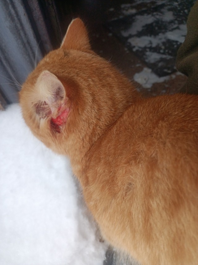 Кот мартовский