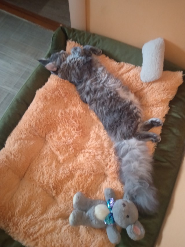 Знакомьтесь РЫСЬ