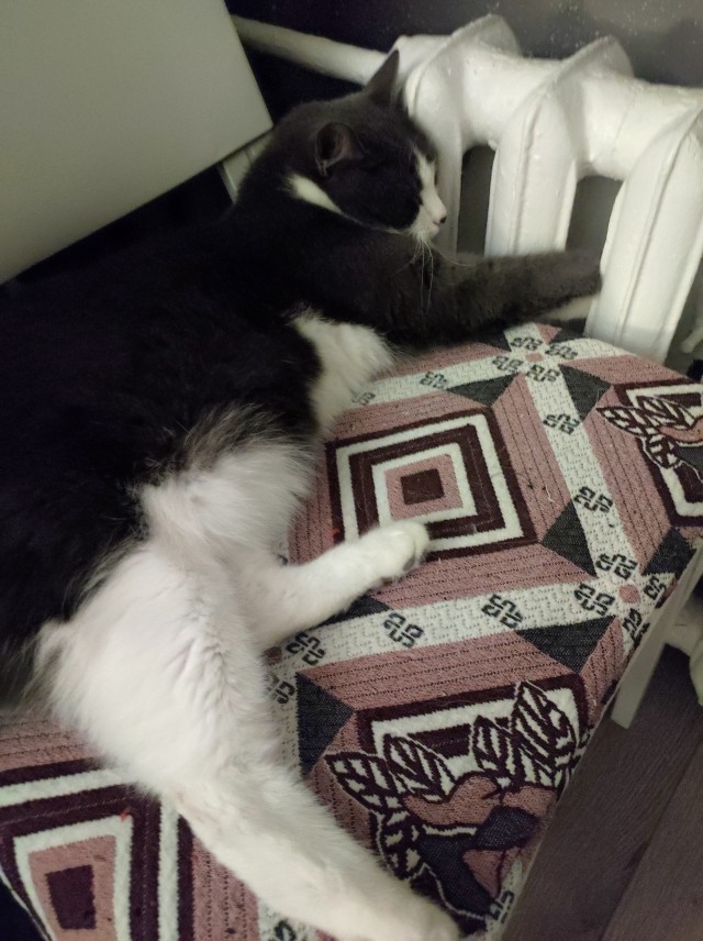 А как спит ваша котейка