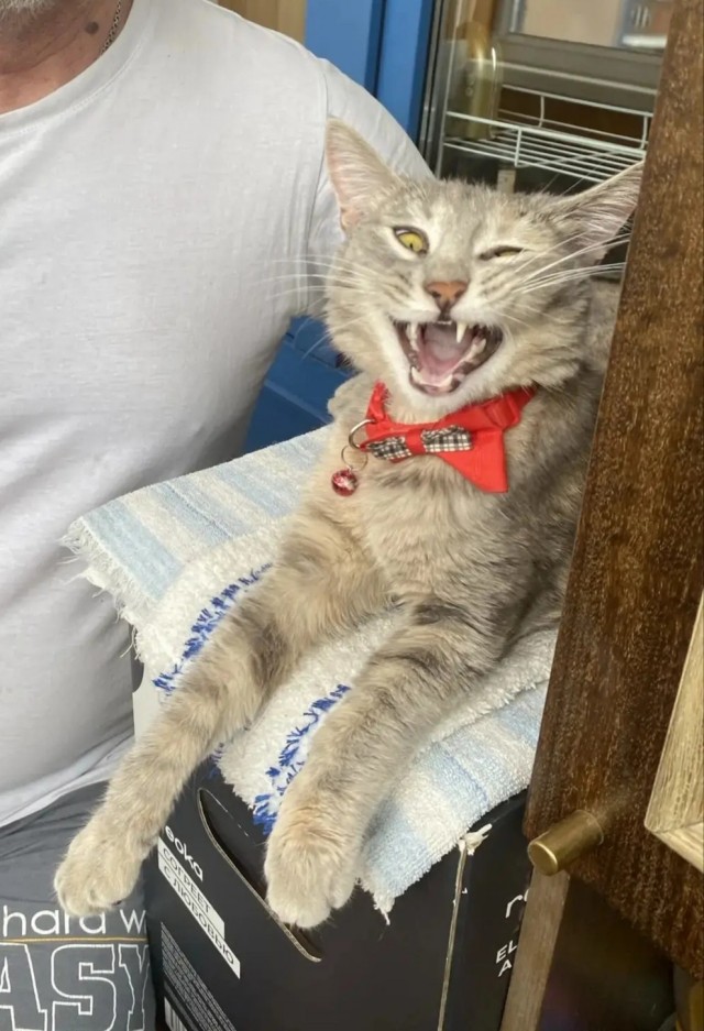 К котовторнику