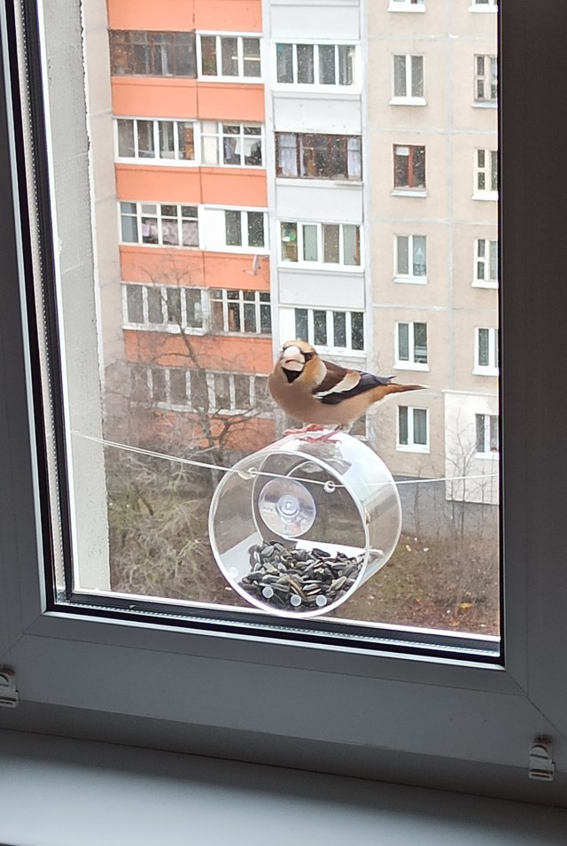 Телевизор для кота