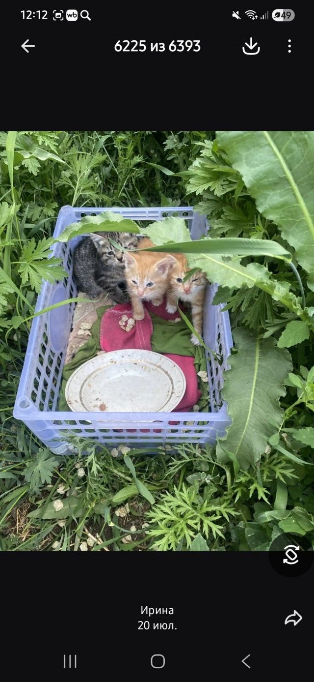 Хвостики