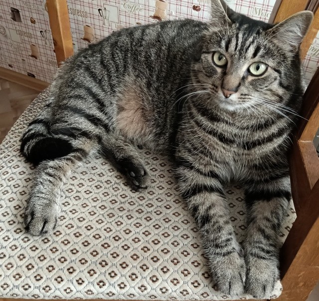 К-котовторник