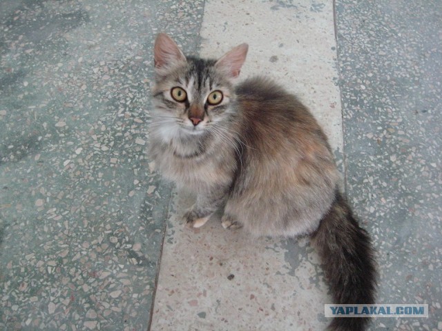 Котовторник   27.08.2013