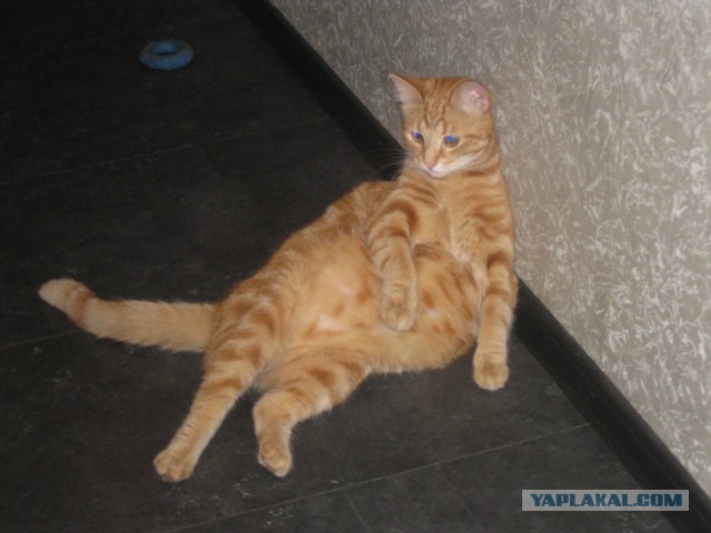 Котовторник  05.11.2013