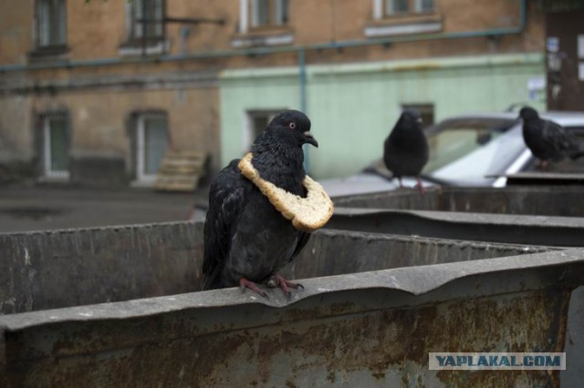 Почему мы никогда не видим голубят?