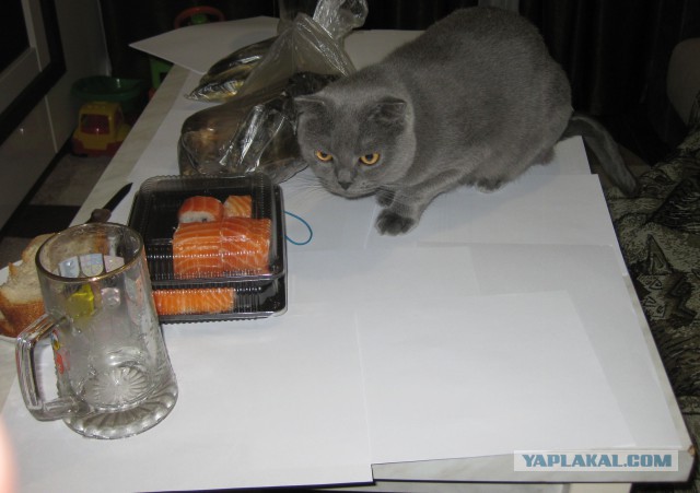 Котовторник  25.03.2014