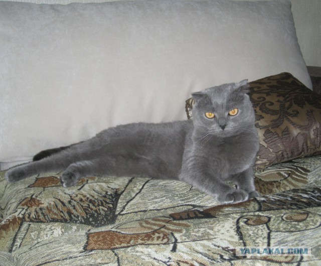 Котовторник 01.04.2014