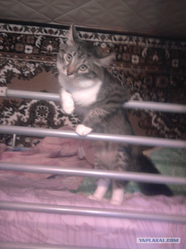 Котовторник  08.04.2014
