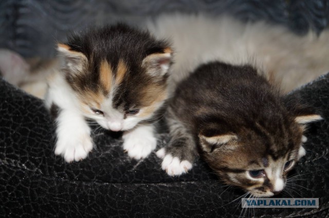 Котовторник 6.05.2014