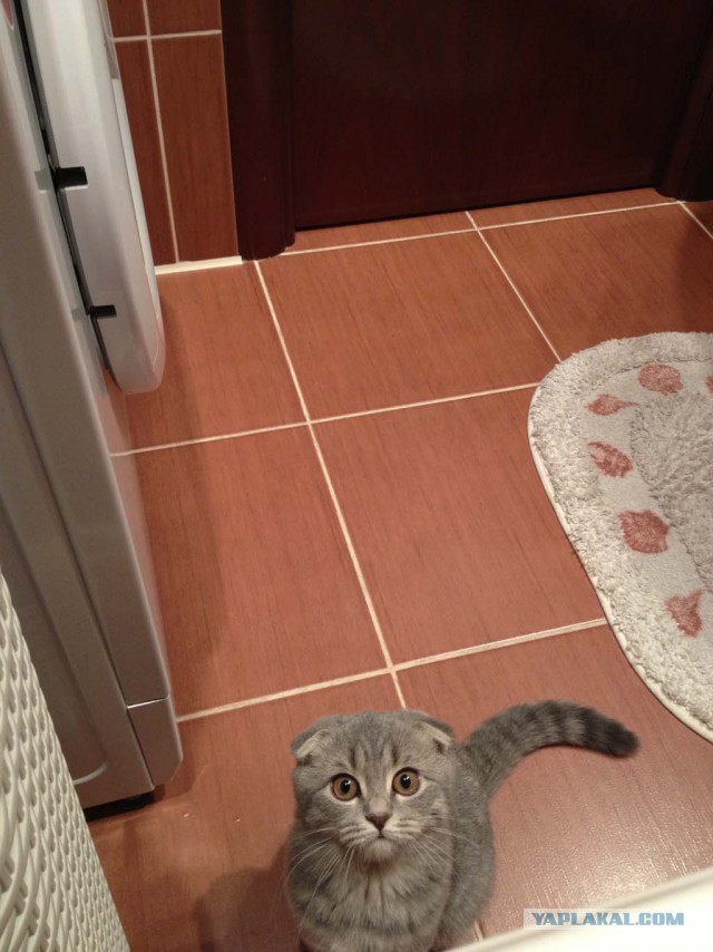 Опять играешь со своим хвостом?