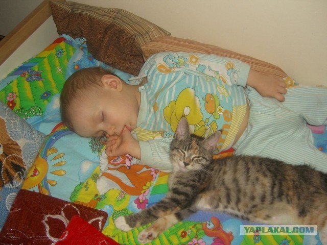 Котовторник 12.03.13