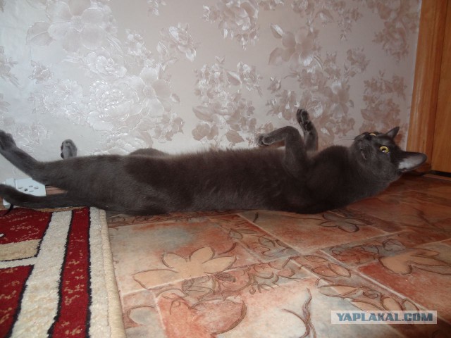 Котовторник 22.07.14