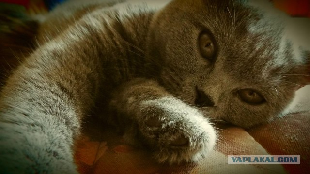 Котовторник 16.09.14