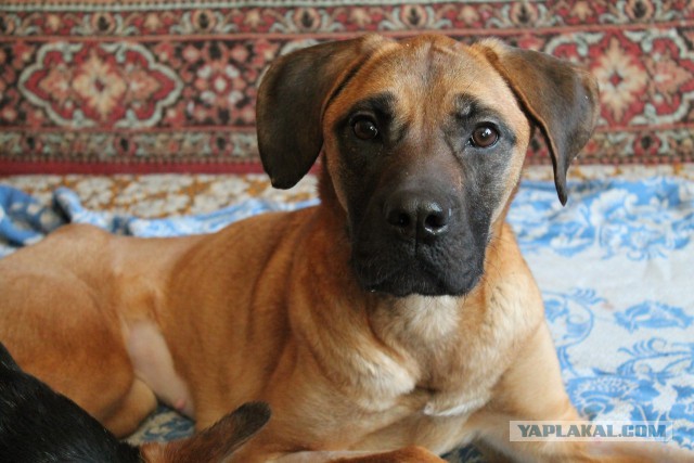 Наши животные "до" и "после"