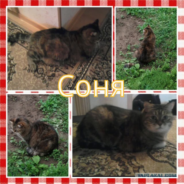 Котовторник