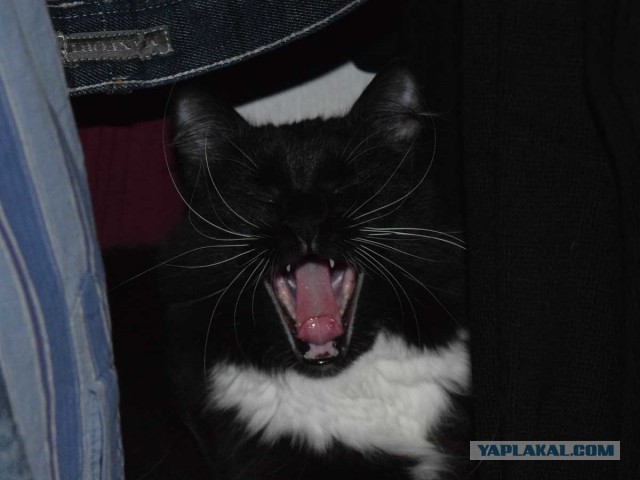 Котовторник