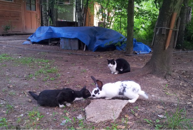 Котовторник 28.07.2015