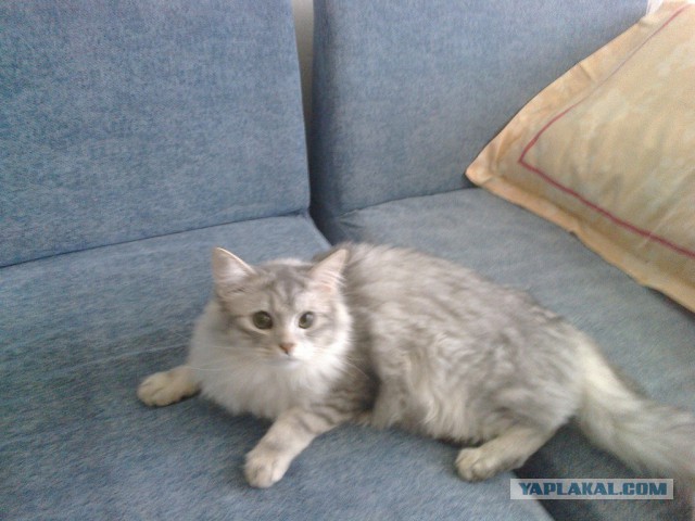 Кот умер