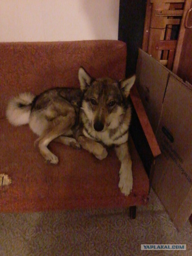 Припозднившийся собакочетверг