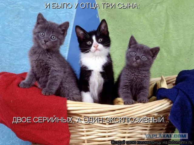 Прикольные коты
