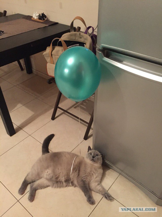 Котовторник 24.11.2015