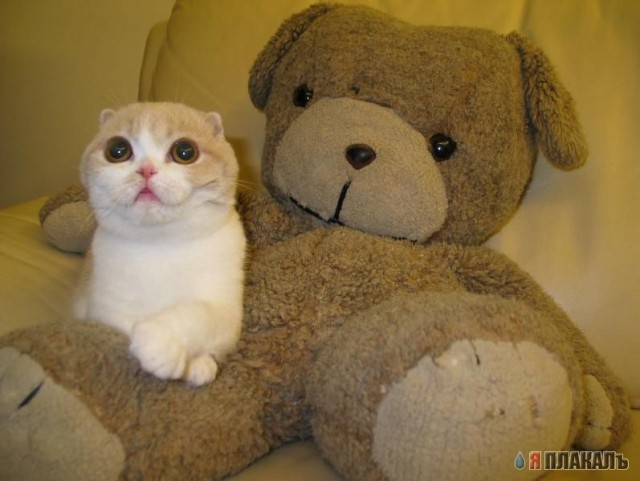 Коты, кошки, котята