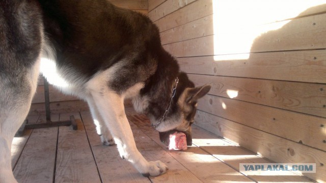 Подборка животных, которых застали за трапезой