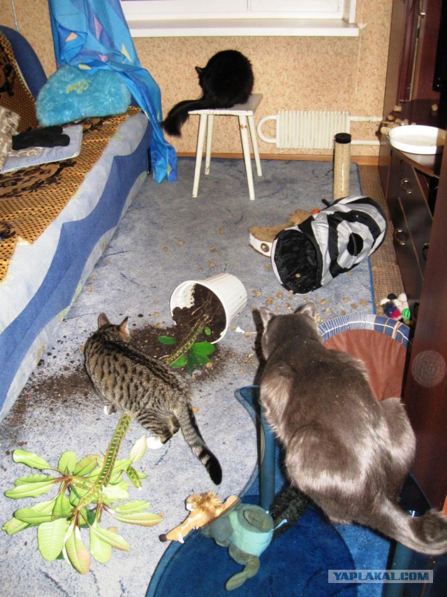 Котовторник 02.02.2016