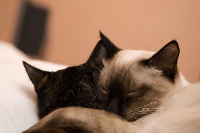 Коты, кошки, котята