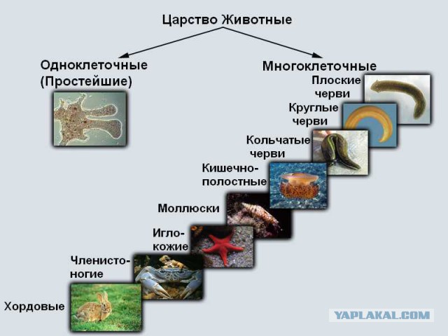 Этот математический фокус научит вас читать мысли